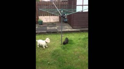 Archie and Jax playing