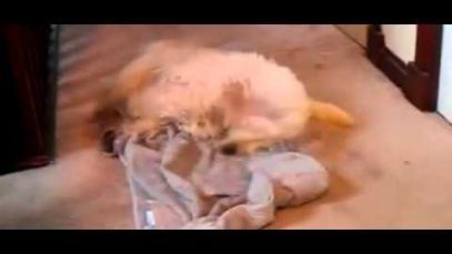 Archie drying himself after his bath!!