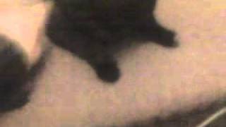 Fred the Cat Playing ‘Fetch’