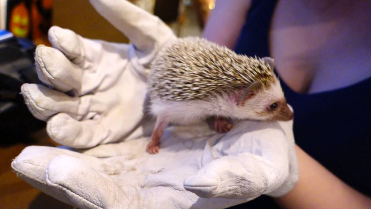 Harry cafe | Hedgehog Cafe in Roppongi!