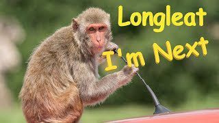Longleat Monkey Troubles. Monkey Mayhem with Rhesus Macaques