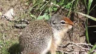 Wildlife of Montana and Western Canada