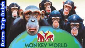 A Trip to Monkey World, Ape Rescue Centre, Dorset UK