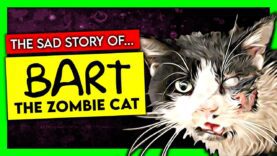 The Tragic Story of BART The Zombie Cat | Kickscammer special