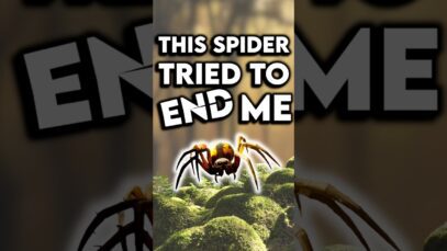 Beating up spiders never felt so good – and things just got way more intense!