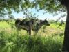 Mindful May Moment – Nursing Calf Just Beyond Our Backyard