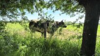 Mindful May Moment – Nursing Calf Just Beyond Our Backyard