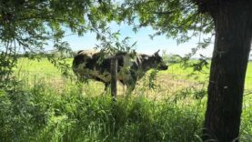 Mindful May Moment – Nursing Calf Just Beyond Our Backyard