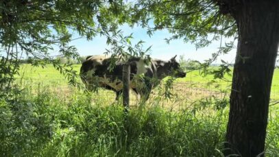 Mindful May Moment – Nursing Calf Just Beyond Our Backyard