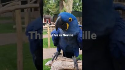 Neville #shorts