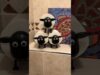 Shawn the sheep – toilet adventures (toilet roll holder)