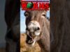 The Concrete Donkey