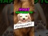 The Failed Nintendogs Sequel 🚫🐈